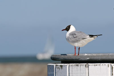 Uit en thuis rondom Marina Stavoren